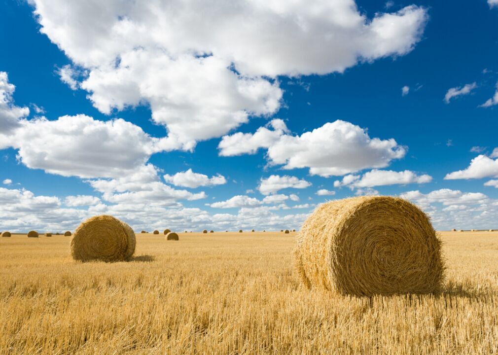 #3. Hay & haylage